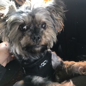 Meet your Posher, Corissa